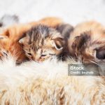 Die besten Möglichkeiten, vom Flughafen Zürich zu den Top-Ski-Destinationen in der Schweiz zu gelangen