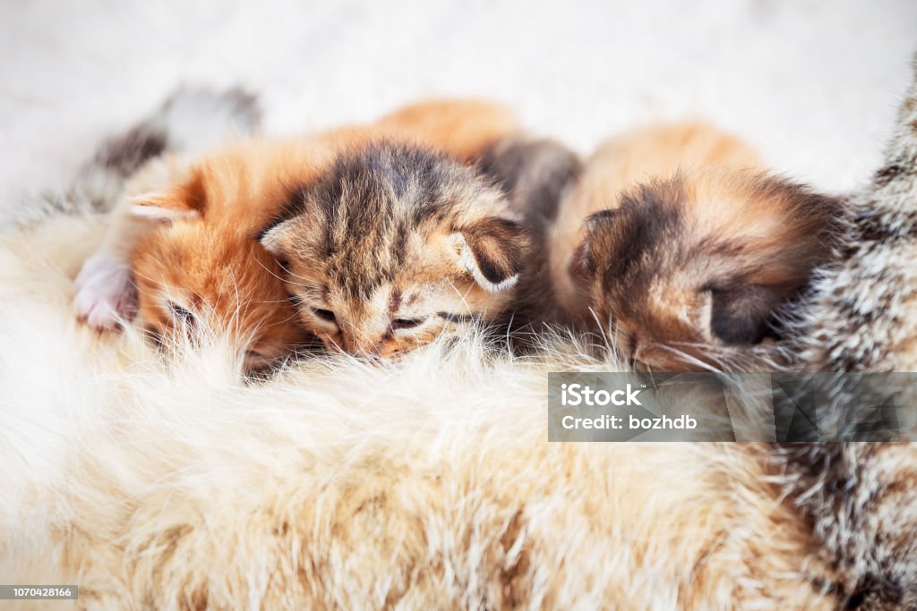 Die besten Möglichkeiten, vom Flughafen Zürich zu den Top-Ski-Destinationen in der Schweiz zu gelangen